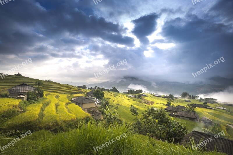 Vietnam Rice Rice Field Ha Giang Terraces