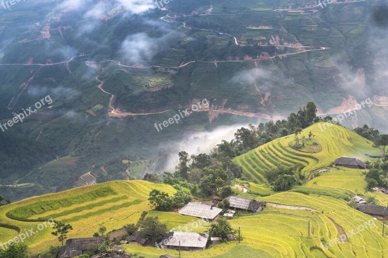 Vietnam Rice Rice Field Ha Giang Terraces