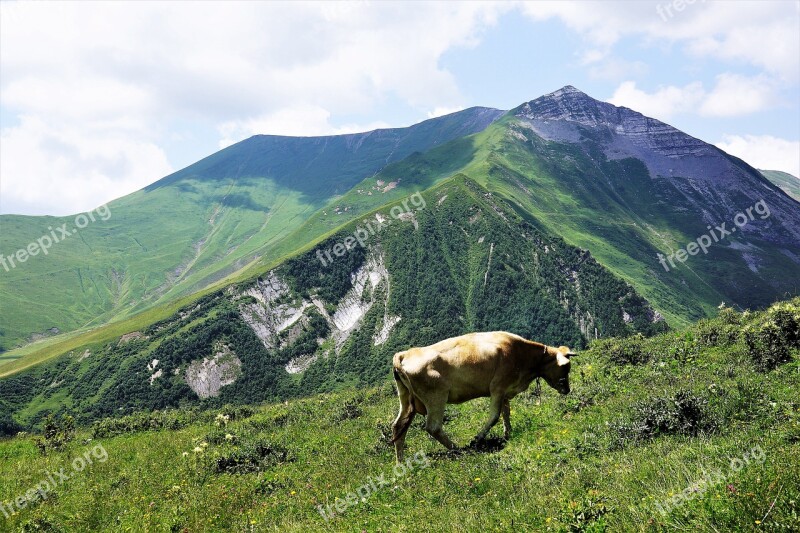 Mountains Northern Georgia Russia Border Cattle