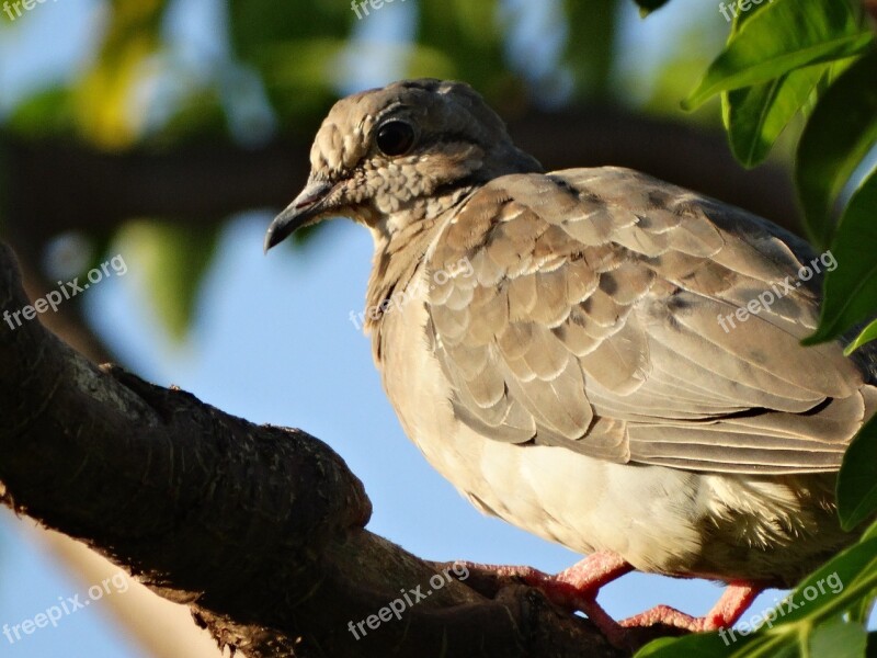 Birds Nature Wildlife Animalia Outdoors