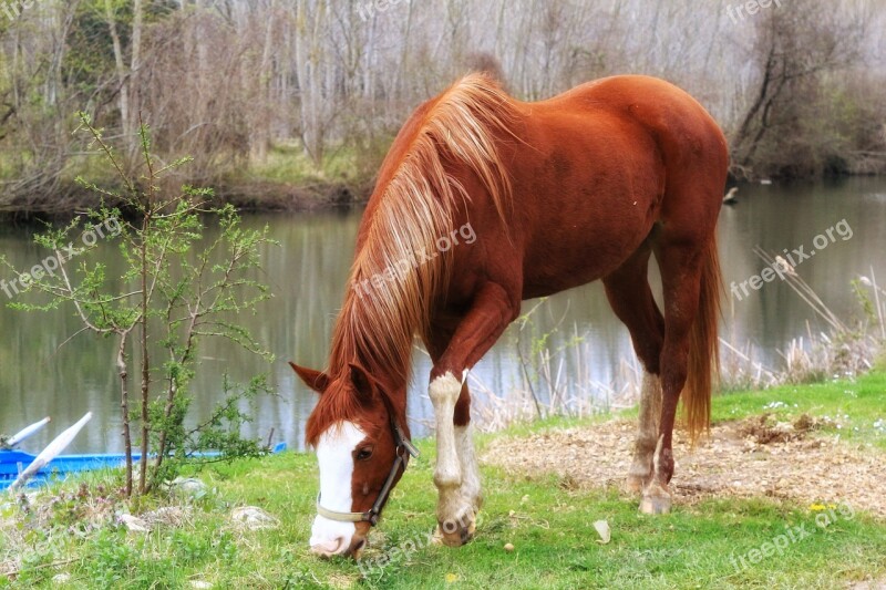 Animals Chan Grass Mammals Farm