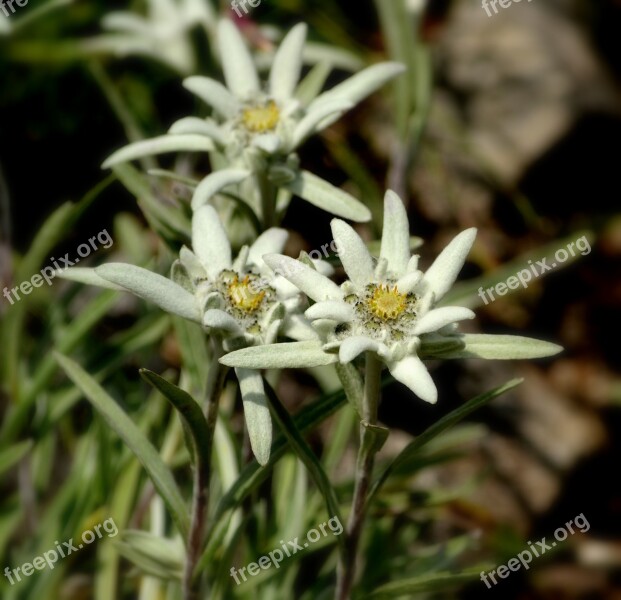 Flower Edelweiss Plant Nature Tatry