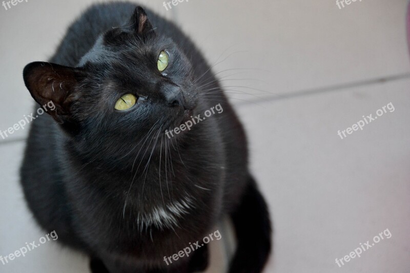 Cat Black Cat Cat's Eyes Sitting Cat Cat Staring