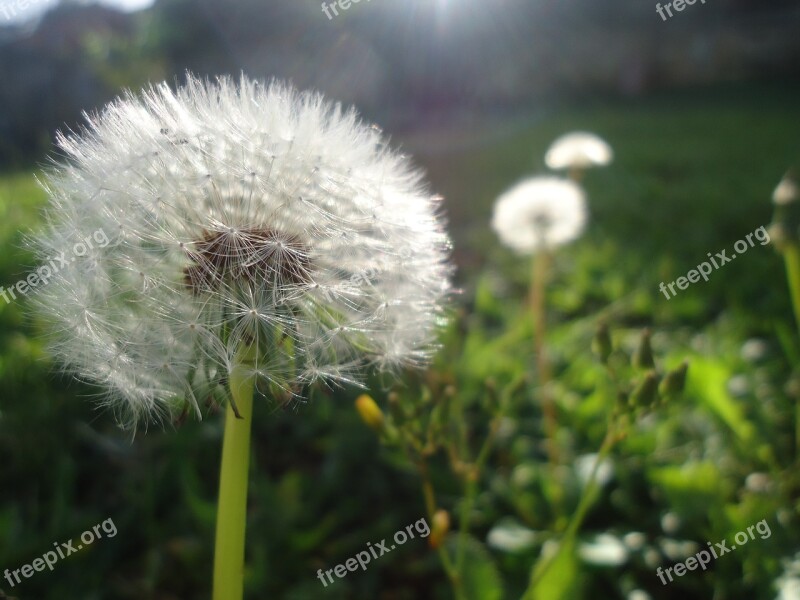 Taraxacum Flower Nature Plant Summer