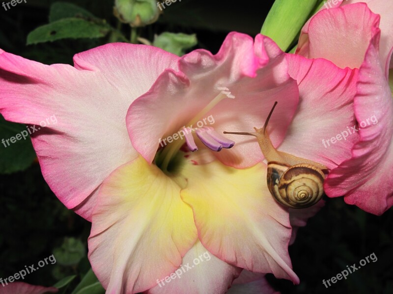 Flower Plant Nature Garden Leaf