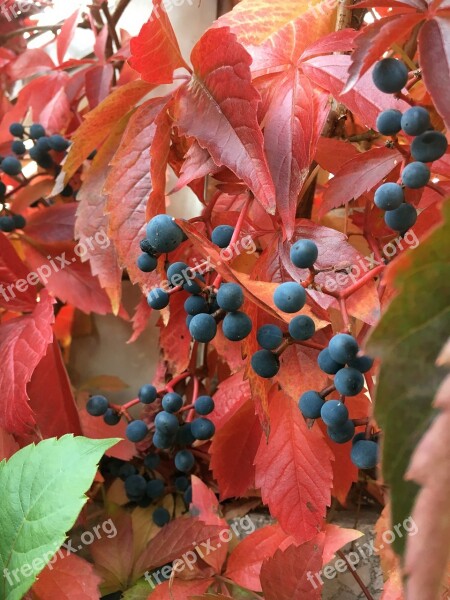 Autumn Red Vine Leaves Garden Leaf Nature