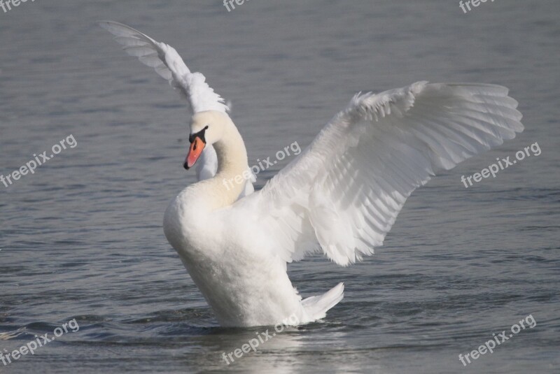 Body Of Water Bird Swan Nature Pen