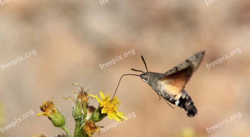 Nature Fauna Animal Outdoor Insect