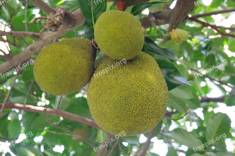 Tree Fruit Food Branch Nature