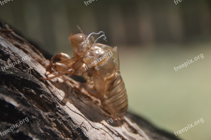 Nature Insect Closeup Cicada Wildlife