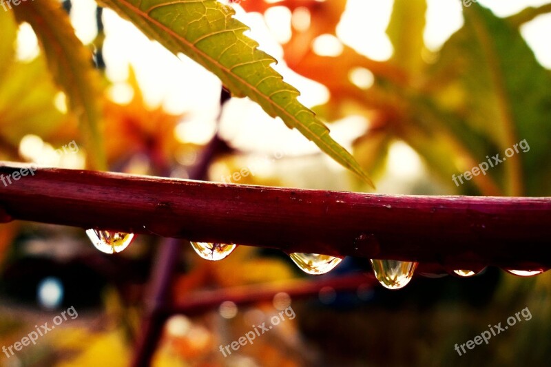 Drop Water Droplet Rain Drop Stem Foliage