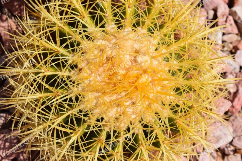 Cactus Spine Succulent Desert Sharp