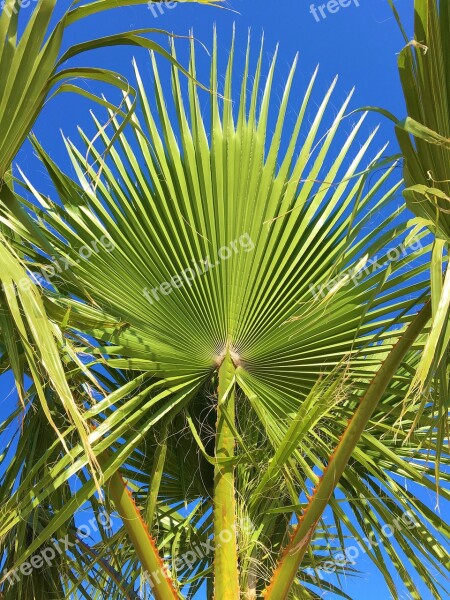 Arecaceae Tropical Tree Palm Summer