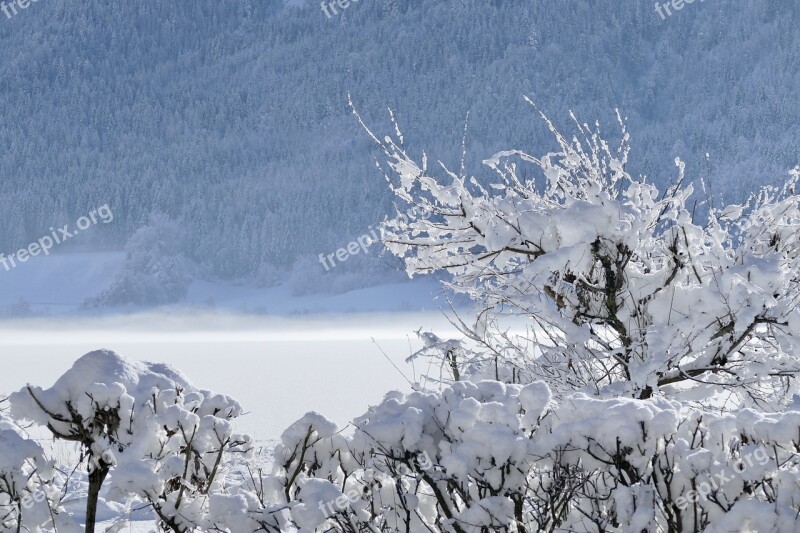 Snow Winter Cold Frost Tree