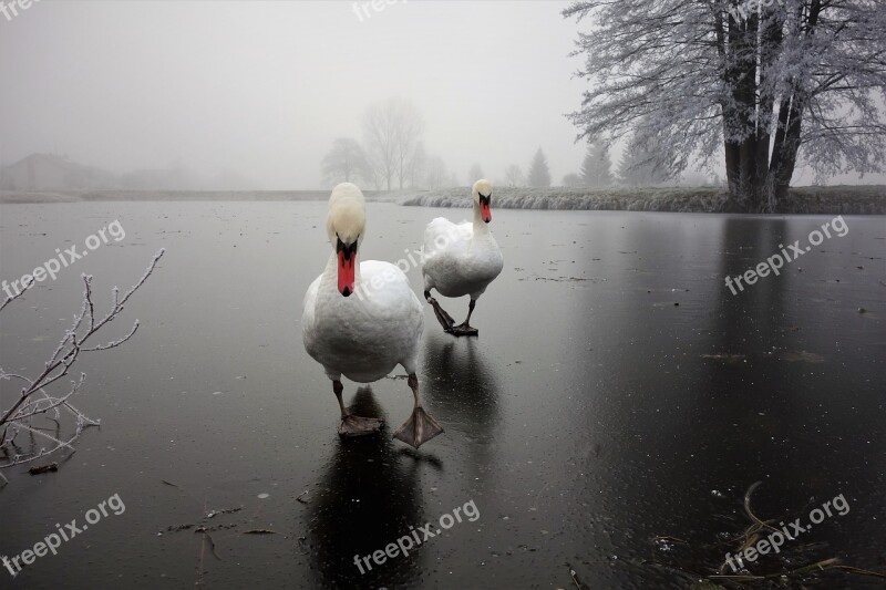 Swan Pair Ice Cover Reflection Waters Lake