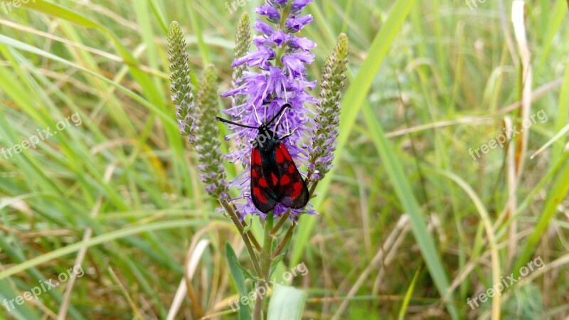 Nature Plant Flower Summer Lawn