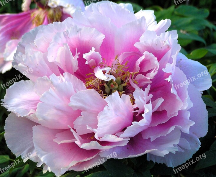 Flower Flora Nature Peony Garden