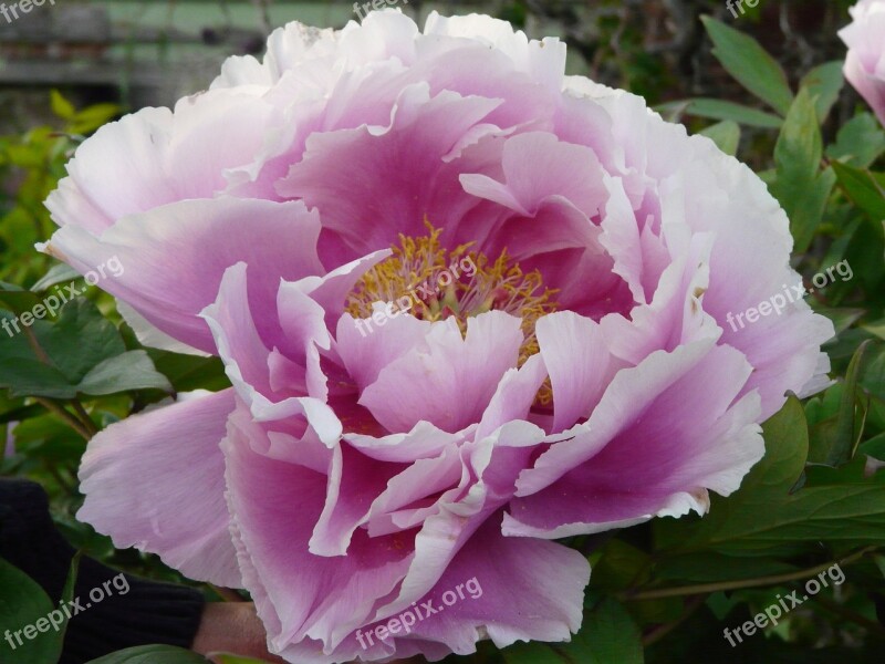 Flower Nature Flora Peony Leaf