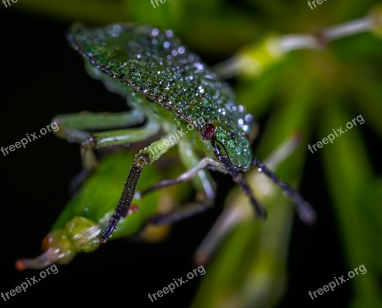 Bespozvonochnoe Insect No One Living Nature Beetle