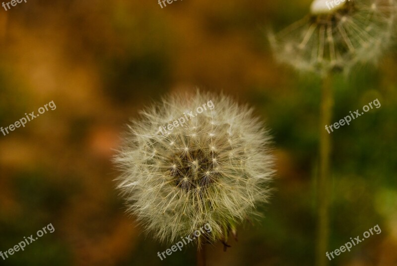 Tooth Of Leon Seed Nature