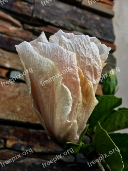 Hibiscus Pink Petals Flower Petals Spring