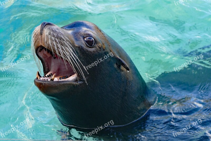 Sea ​​lion Tooth Zoo Wilhelma Waters