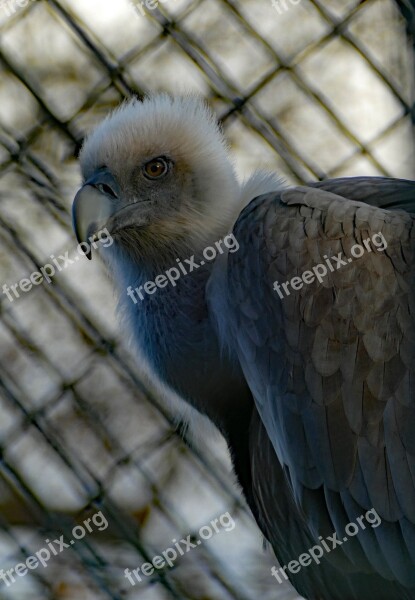 Bird Of Prey Vulture Zoo Wilhelma Bird