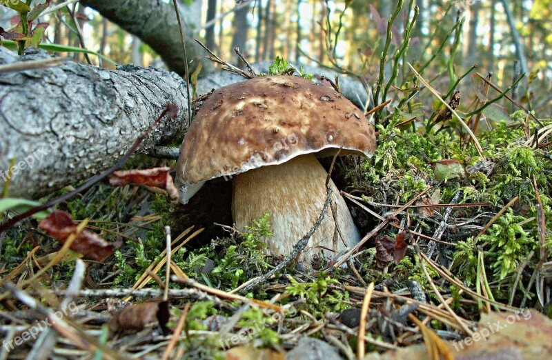 Nature Mushrooms Mushroom Boletus Mosses