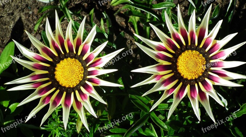 Flower Gazania Nature Summer Plant