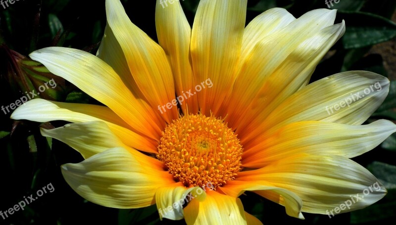 Nature Plant Flower Gazania Summer