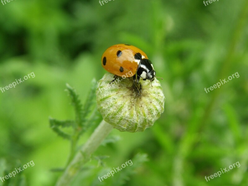 Ladybug Lucky Ladybug Beetle Siebenpunkt Coccinella Septempunctata