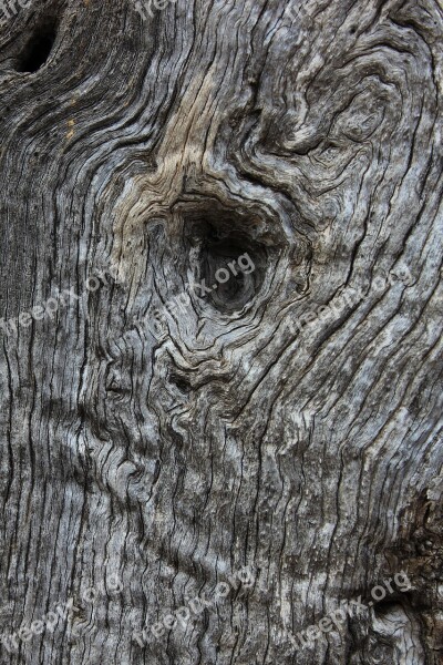 Olive Tree Wood Pattern Background Close Up