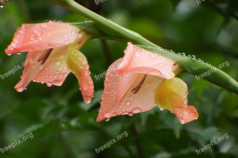 Japan Natural Plant Flowers Gladiolus