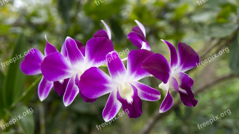 Orchids Flowers Natural Purple Orchid Free Photos