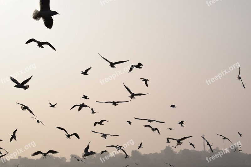 Bird Wildlife Flight Nature Goose