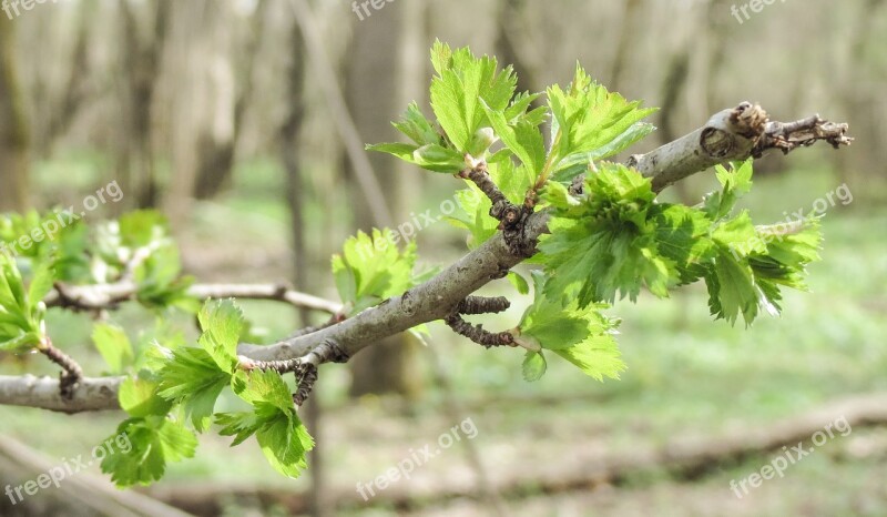 Tree Nature Plant Shoots Branch