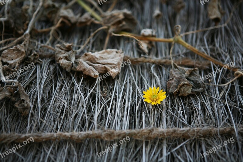 Thatch Roofed Hose Nature Plants Outdoors Wood