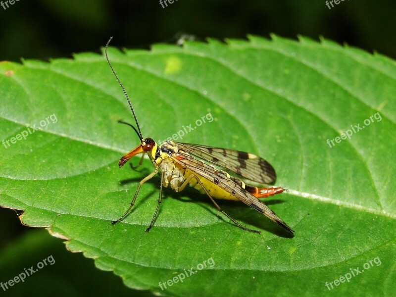 Insect Nature Animals Scorpionica Total Female