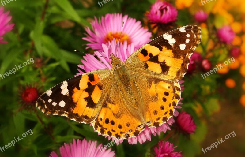 Butterfly Day Nature Insect Flower Garden