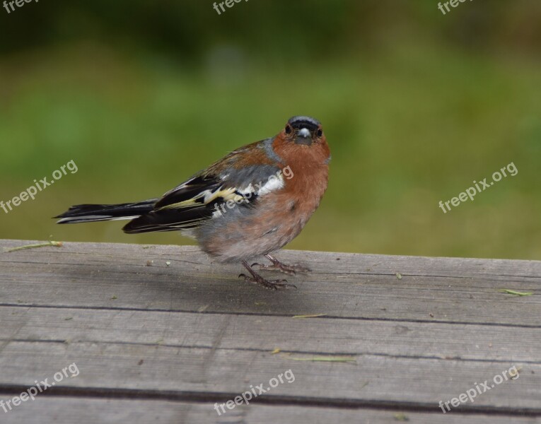 Bird Nature Animal World Animal Songbird