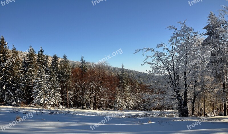 Snow Winter Nature Tree Landscape