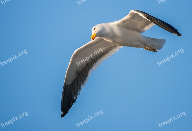 Kelp Gull Eye Looking Cape Gull Seabird