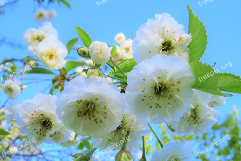 Flower Nature Plant Tree Thriving