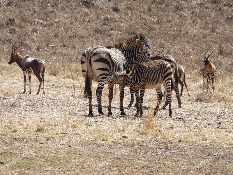 Wildlife Mammals Campaign Animal Kingdom Zebras