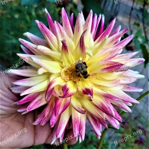 Bumble Bee Flower Dahlia Summer Free Photos