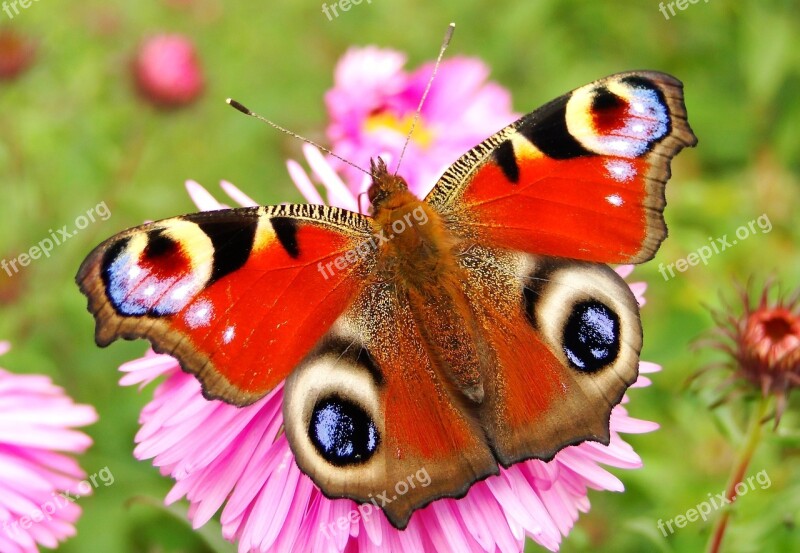 Nature Butterfly Day Insect Animals Beautiful