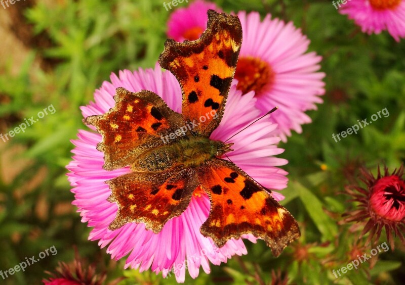 Nature Flower Plant Summer Garden