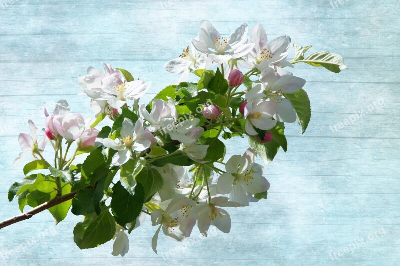 Blossom Bloom Flowering Twig White Blossom