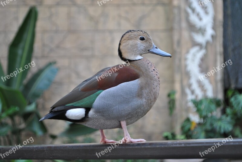 Bird Animal Feather Ringed Teal Duck