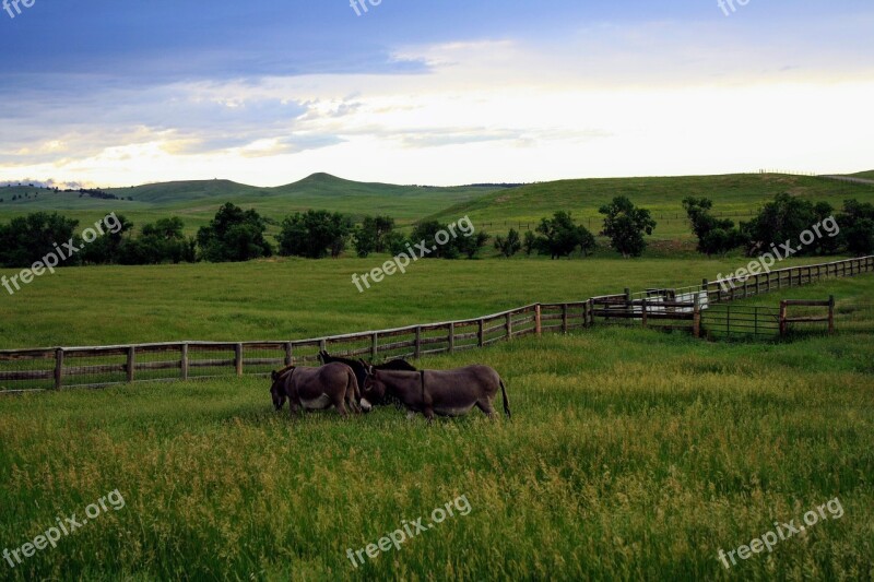 Field Farm Grass Agriculture Hayfield